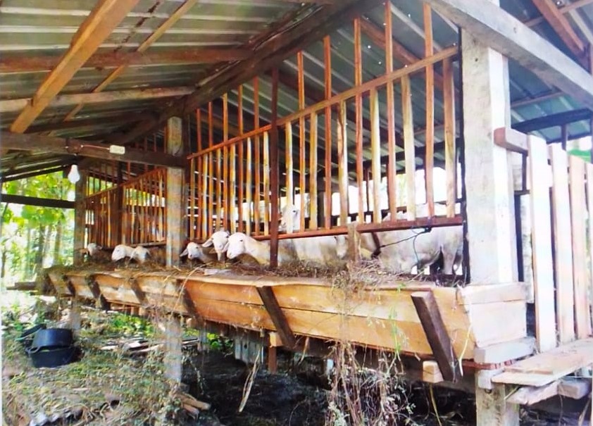 Wow Fantastis! Jumlah Domba di Kalurahan Karangwuni Mencapai Lebih dari Setengah Jumlah Penduduk 